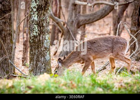 Ein Weißwedelhirsch (Odocoileus virginianus) weidet im Wald im Shenandoah National Park, Virginia Stockfoto