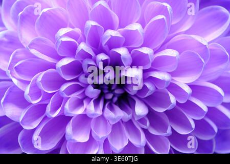Ansicht von oben nach unten auf violette Chrysanthemen mit strahlenden Musterblättern und tiefviolettem Zentrum Stockfoto