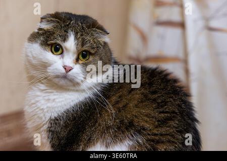 Scottish Fold Cat Porträt Sieht In Innenräumen Neugierig Aus. Porträt einer schottischen Falzkatze mit hellen runden Augen und gefalteten Ohren, die drinnen sitzen Stockfoto