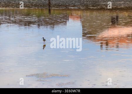 Schwarzflügelstelze (Himantopus himantopus) am See Stockfoto