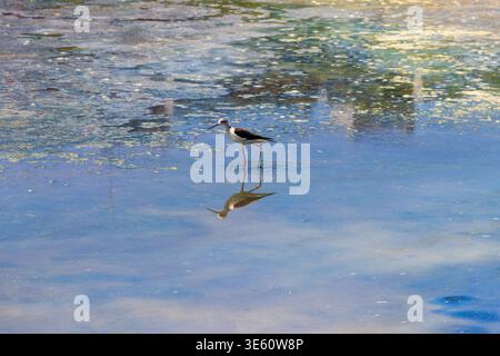 Schwarzflügelstelze (Himantopus himantopus) am See Stockfoto