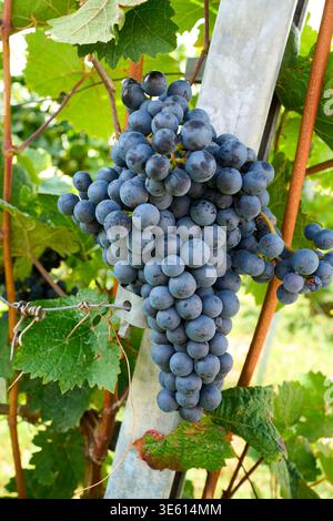 Nahaufnahme eines großen Straußes reifer blauer Trauben, die an einer Weinrebe in einem sonnigen Weinberg hängen. Konzept des Weinbaus, der Weinproduktion und der Herbstlese. Stockfoto