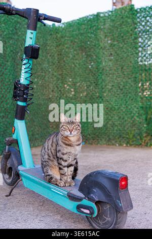 Eine Tabbykatze sitzt ruhig auf dem Deck eines abgenutzten blauen Elektrorollers, der von einem grünen Zaun geparkt wird, und kreiert mit strukturiertem pavem ein verspieltes Stadttierporträt Stockfoto