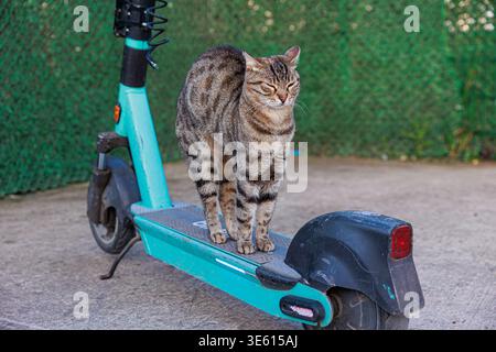 Eine Tabbykatze sitzt ruhig auf dem Deck eines abgenutzten blauen Elektrorollers, der von einem grünen Zaun geparkt wird, und kreiert mit strukturiertem pavem ein verspieltes Stadttierporträt Stockfoto