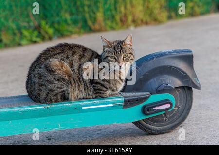 Eine Tabbykatze sitzt ruhig auf dem Deck eines abgenutzten blauen Elektrorollers, der von einem grünen Zaun geparkt wird, und kreiert mit strukturiertem pavem ein verspieltes Stadttierporträt Stockfoto
