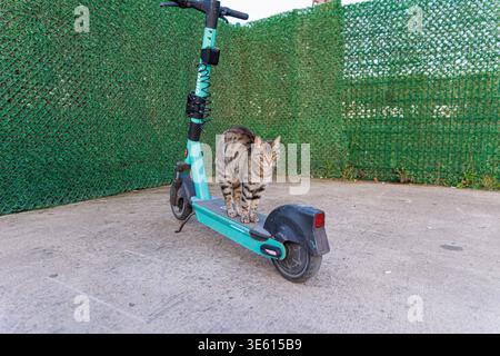 Eine Tabbykatze sitzt ruhig auf dem Deck eines abgenutzten blauen Elektrorollers, der von einem grünen Zaun geparkt wird, und kreiert mit strukturiertem pavem ein verspieltes Stadttierporträt Stockfoto
