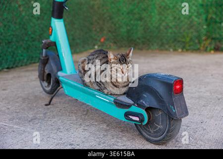 Eine Tabbykatze sitzt ruhig auf dem Deck eines abgenutzten blauen Elektrorollers, der von einem grünen Zaun geparkt wird, und kreiert mit strukturiertem pavem ein verspieltes Stadttierporträt Stockfoto