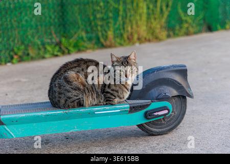 Eine Tabbykatze sitzt ruhig auf dem Deck eines abgenutzten blauen Elektrorollers, der von einem grünen Zaun geparkt wird, und kreiert mit strukturiertem pavem ein verspieltes Stadttierporträt Stockfoto