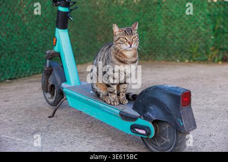 Eine Tabbykatze sitzt ruhig auf dem Deck eines abgenutzten blauen Elektrorollers, der von einem grünen Zaun geparkt wird, und kreiert mit strukturiertem pavem ein verspieltes Stadttierporträt Stockfoto