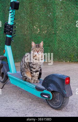 Eine Tabbykatze sitzt ruhig auf dem Deck eines abgenutzten blauen Elektrorollers, der von einem grünen Zaun geparkt wird, und kreiert mit strukturiertem pavem ein verspieltes Stadttierporträt Stockfoto
