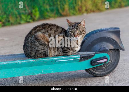Eine Tabbykatze sitzt ruhig auf dem Deck eines abgenutzten blauen Elektrorollers, der von einem grünen Zaun geparkt wird, und kreiert mit strukturiertem pavem ein verspieltes Stadttierporträt Stockfoto