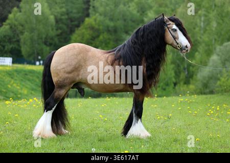 Tinkerpferd mit einer schönen Mähne im sommergrünen Naturporträt Stockfoto