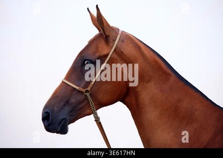 Akhal-teke-Pferdeporträt vor hellem Wandhintergrund Stockfoto