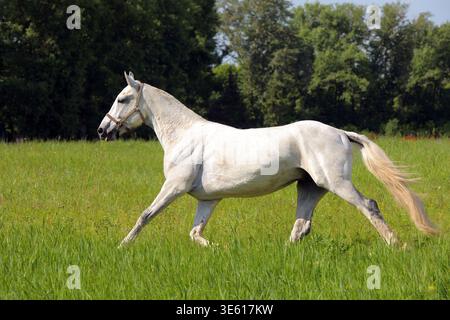 Weißes andalusisches Pferd, das frei auf der Wiese in der Nähe der Ranch läuft Stockfoto