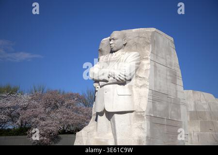 Martin Luther King Jr Memorial in Washington DC mit Kirschblüten im Frühling Stockfoto
