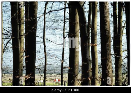 Das Sonnenlicht filtert durch einen dichten Birken- und Buchenbestand in einem gemäßigten Wald mit vertikalen Stämmen und einem sanften Waldhintergrund. Stockfoto