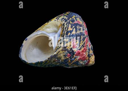 Eine Schale auf schwarzem Hintergrund. Meeresschneckenschale, Turbanschnecke (Familie Turbinidae). Mit roten Nakeln. Stockfoto