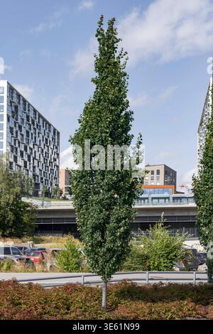 Säulen-Zitterpappel Populus tremula Erecta McPHRM *** Columnar aspen Populus tremula Erecta McPHRM McPHRM REKORDDATUM NICHT ANGEGEBEN Stockfoto