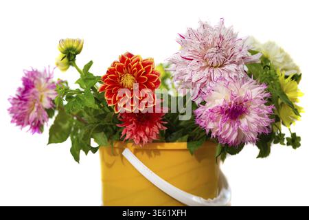 Ein Strauß großer mehrfarbiger Dahlien in einem gelben Eimer auf weißem Hintergrund Stockfoto