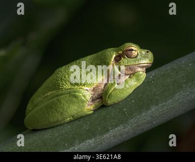 Nahaufnahme eines hellgrünen Baumfrosches, der auf einem Blatt liegt und seine strukturierte Haut und goldenen Augen in warmem Licht zeigt Stockfoto