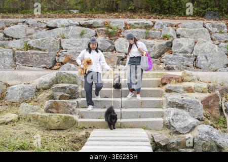 Ein koreanischer Mann und eine Japanerin, beide im Alter von 30 Jahren, laufen mit drei Hunden am Fluss in Pyeongnae-dong, Namyangju-si, Gyeonggi-do, Korea Stockfoto