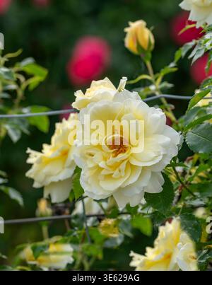 Kletter-Rose Rosa Leverkusen McPHRM *** Kletterrose Rosa Leverkusen McPHRM McPHRM Stockfoto