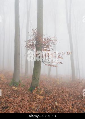 Hohe Buchen stehen in einem nebeligen Wald. Nebel füllt die Luft und Blätter bedecken den Boden mit Herbstfarben. Eine ruhige Atmosphäre umgibt die Bäume. Stockfoto