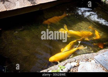Farbenfrohe Koi-Fische schwimmen in einem klaren Gartenteich mit Reflektionen des umgebenden Grüns und zeigen lebendige Zierfische in einer ruhigen Wasserszene. Stockfoto