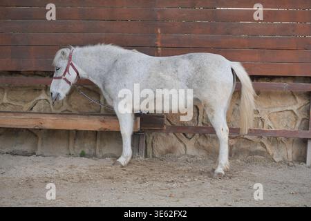 Miniaturpferd steht in der Nähe des Holzzauns in Stall Stockfoto