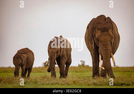 Junger afrikanischer Buschelefant (Loxodonta africana), mit Mutter und Herde, Kenia Stockfoto