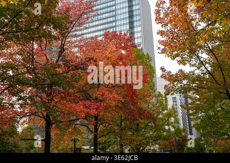 Herbstlaub auf Bäumen mit herbstlichen Farben in einer Stadt in Japan - Yokohama, Japan - 11. November 2025 Stockfoto