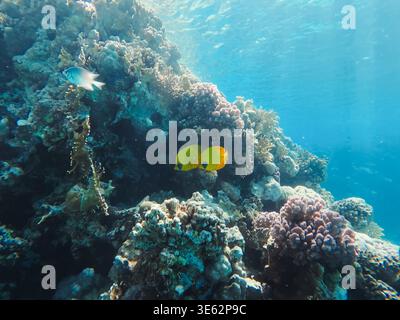 Lebendiges Korallenriff im Roten Meer mit gelben maskierten Butterflyfischen und tropischen Meeresbewohnern in klarem, blauem, sonnendurchflutetem Wasser. Stockfoto
