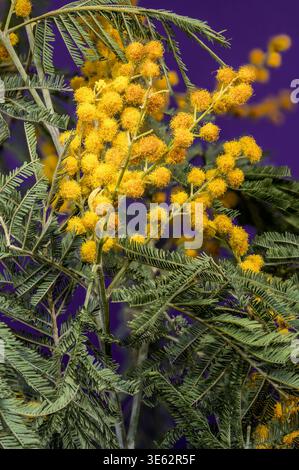 Nahaufnahme von blühenden gelben Mimosa-Blüten mit grünen Blättern vor einem massiven violetten Studio-Hintergrund. Stockfoto