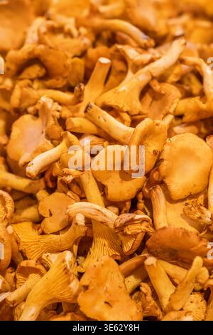 Frische gelbe Pfifferlingen auf einem lokalen Lebensmittelmarkt Stockfoto