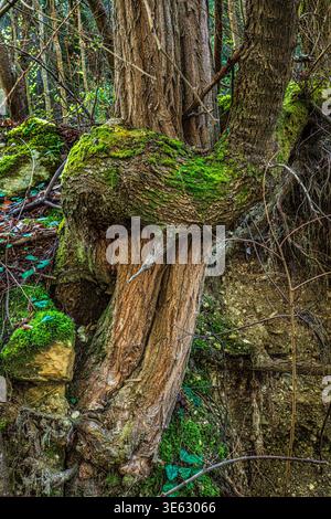 Ein verdrehter Baumstamm, der mit hellgrünem Moos bedeckt ist, lebt in einer wilden Waldlandschaft und unterstreicht die natürliche Stärke und die organischen Muster. Abruzzen Stockfoto