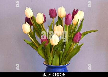 Ein Haufen frischer Schnittblumen, weiße und lila Tulpen, in einer blauen Vase im UK April angeordnet Stockfoto