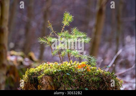 Junge Fichte wächst auf moosbedecktem Baumstamm im Wald, Symbol für neues Leben und Regeneration, Sonnenlicht, das frische grüne Nadeln mit weichem blauton hervorhebt Stockfoto
