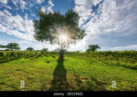 Blick auf die Weinberge von Morellino di Scansano in der Maremma. Eine große Eiche mit Sonnenstrahlen, die durch die Äste filtern, Toskana, Italien Stockfoto