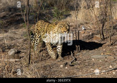 Leopard (Panthera pardus), Region Khomas, Namibia Stockfoto