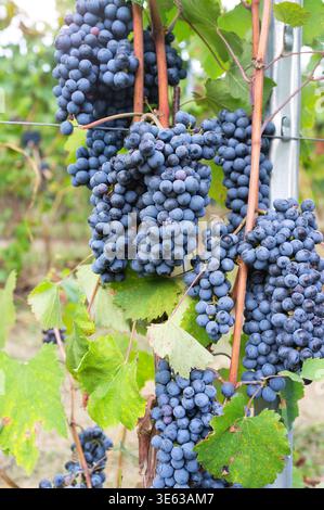 Reife Trauben, die zur Ernte bereit sind, in der Weinbauregion Langhe (piemont, Norditalien). Stockfoto