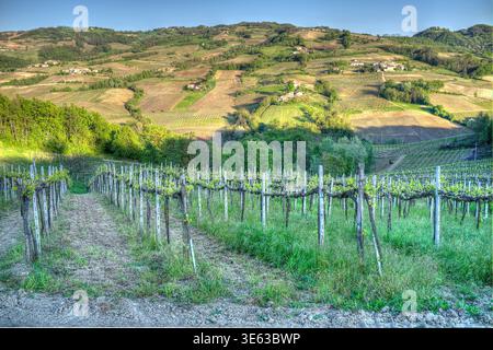 Oltrepo Weinberg Panorama, hügelige Region in Norditalien (Provinz Pavia, Region Lombardei), berühmt für seine Rot- und Schaumweine. Stockfoto