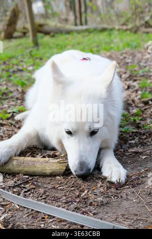 Weißer Schäferhund liegt auf Waldboden und kaut einen Stock in einer bewaldeten Parklandschaft Stockfoto