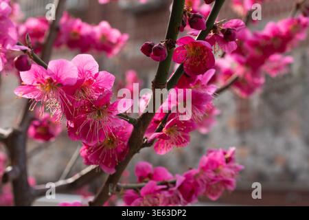 Schöne rosa Pflaumenblüten blühen im Frühling auf einem Baumzweig. Makroaufnahme in Nahaufnahme mit geringer Schärfentiefe und weichem, unscharfem Hintergrund Stockfoto