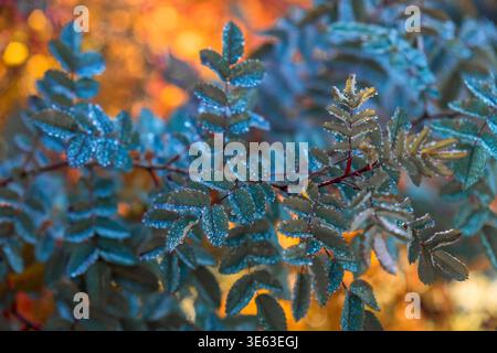 Nahaufnahme von Eis und Frost an einer Laubpflanze Stockfoto