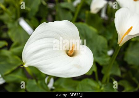 Eine Makroaufnahme einer einzelnen weißen Gänseblümchenblume im Fokus mit einem gelben Zentrum. Eine weitere identische Blume ist an einem sonnigen Sommertag im Hintergrund verschwommen Stockfoto