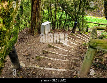 Eine steile Treppe aus Erde und dicken Holzstämmen, die durch einen dichten Wald hinunter führt. Die Treppen sind von Bäumen umgeben, die mit grünem Moos bedeckt sind, cre Stockfoto