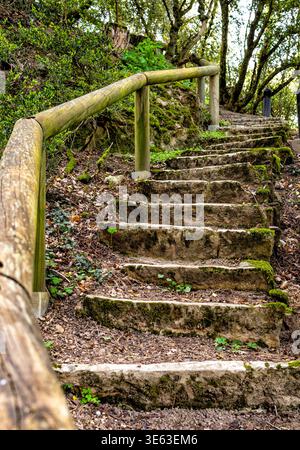 Eine steile Treppe aus Erde und dicken Holzstämmen, die durch einen dichten Wald hinunter führt. Die Treppen sind von Bäumen umgeben, die mit grünem Moos bedeckt sind, cre Stockfoto