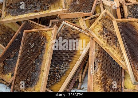 Kommerzielle Bienenzucht und Honigproduktion. AYDIN, TÜRKEI - 26. Februar 2022: Nahaufnahme von Holzrahmen mit Waben und Bienen in einem Bauernhof Stockfoto