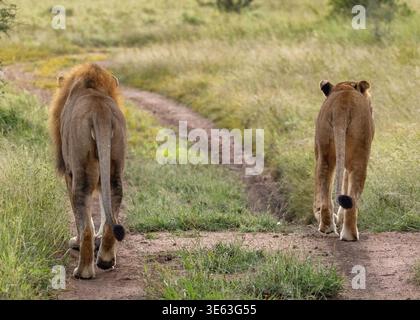 Zwei Löwen, männlich mit Mähne und weiblich, zusammen, entspannend Stockfoto