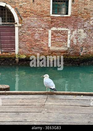 Möwe, die auf einem Holzsteg in einem venezianischen Kanal sitzt Stockfoto